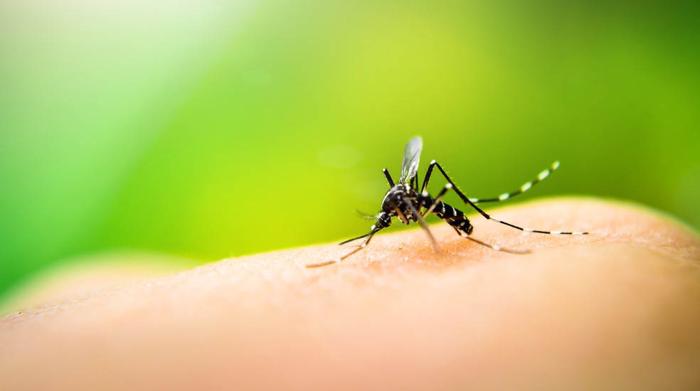 Mosquito Aedes aegypti é o transmissor da dengue — Foto: Getty Images