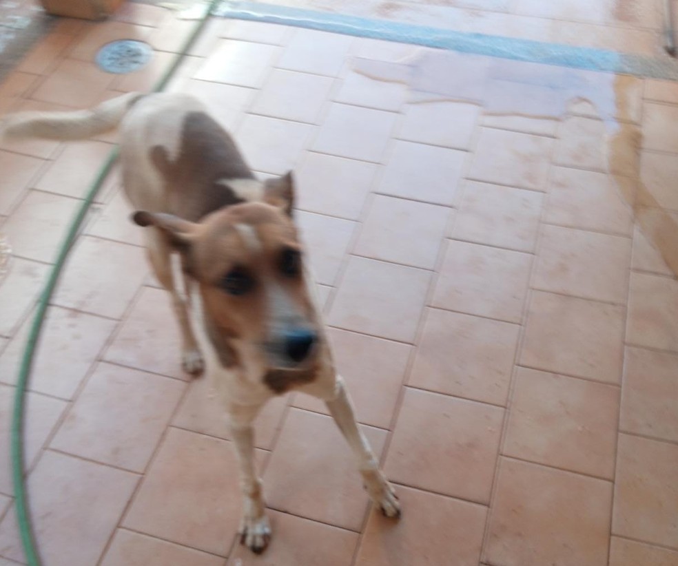 Cachorro foi encontrado por policiais nesta quarta-feira (19) em Ja? ? Foto: Di?rio do Jahu/Divulga??o