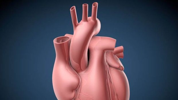 De acordo com os pesquisadores, é por isso que ataques cardíacos ocorrem praticamente só em humanos (Foto: C. BICKEL / CORTESIA VIA BBC)