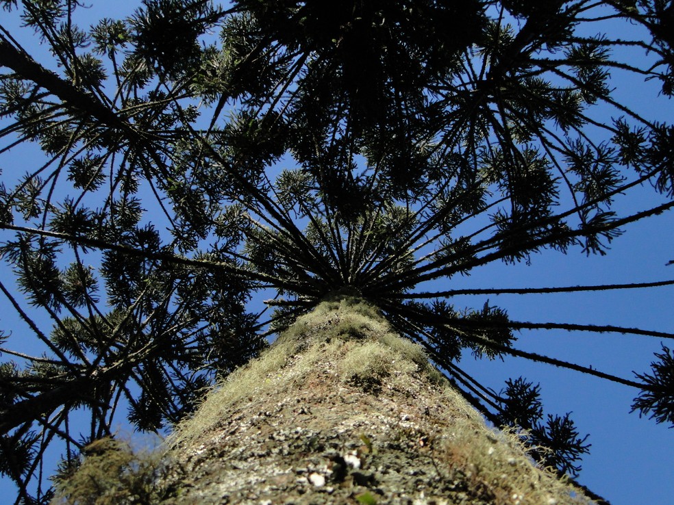 Araucárias na Serra catarinense passam de 50 metros de altura — Foto: Acervo/Divulgação