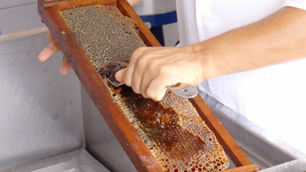 Com uso de tecnologia, o cenário deve ser mais animador para o apicultor (Foto: Reprodução/Inter TV Cabugi)