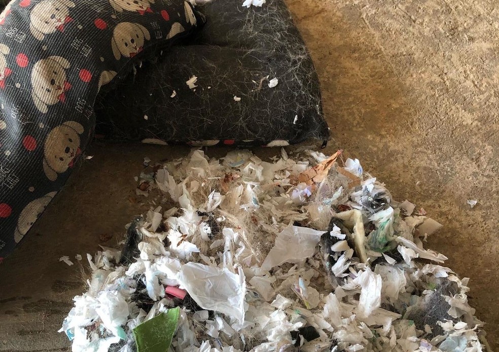 Cachorro rasga colchonete de sua cama e dona descobre que no lugar de espuma, ela estava preenchida com absorventes usados, no Vale do Ribeira. — Foto: Arquivo Pessoal