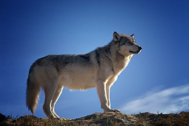 Conheça 13 espécies e subespécies de lobos que foram extintas (Foto: Pixabay / CreativeCommons)