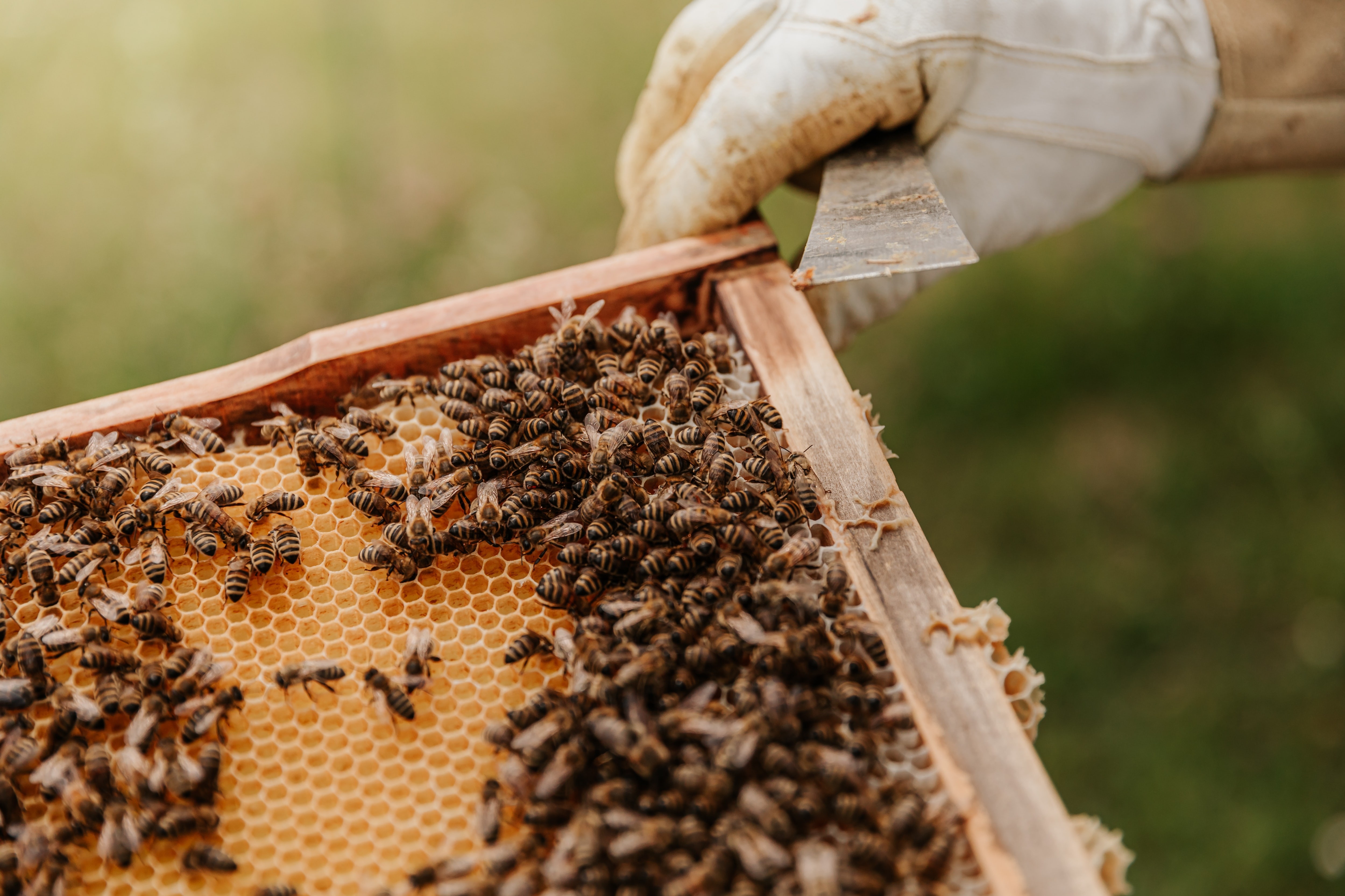 A importância das abelhas vai além da produção de alimentos para os humanos. (Foto: Bianca Ackermann/Unsplash)