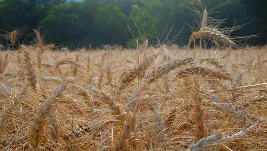 Estoques de grãos da UE sobem com avanço de exportação vinda da Ucrânia