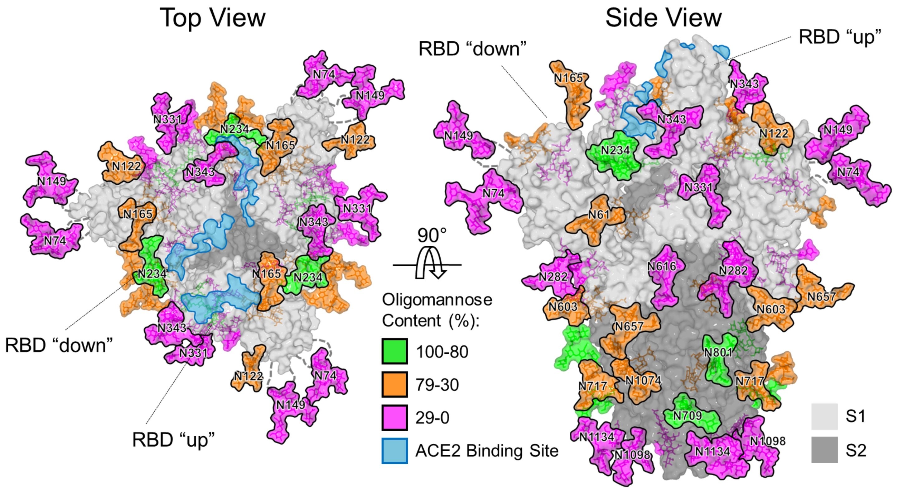 Mapeamento baseado em estrutura de glicanos ligados nas proteínas spike do vírus SARS-CoV-2  (Foto: Reprodução)