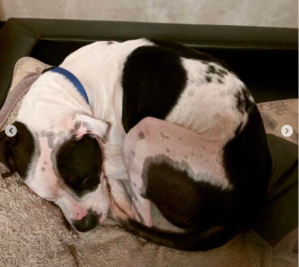 Um dos pitbulls adotados pelo ator Dave Bautista (Foto: Instagram)