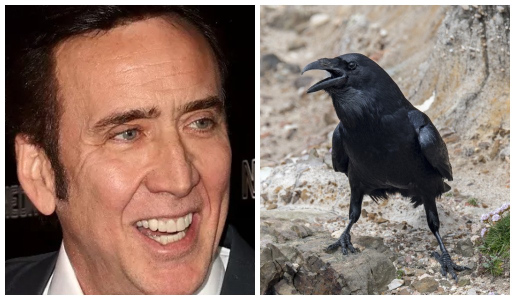 O ator Nicolas Cage tem um corvo de estimação (Foto: Getty Images)