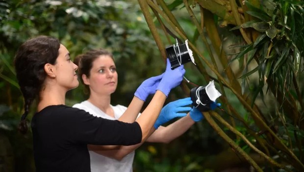 Pesquisadoras usaram dispositivos de sucção de ar para capturar DNA (Foto: CHRISTIAN BENDIX via BBC)