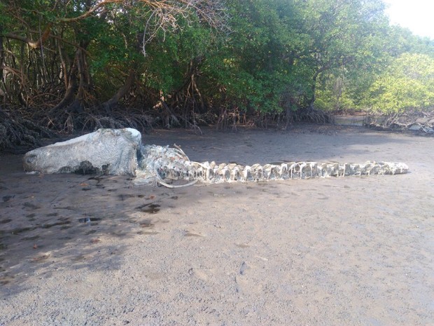 Carcaça do animal está encalhada na lagoa (Foto: Arquivo Pessoal/Diego Lima)