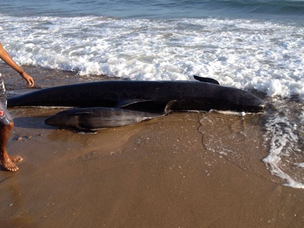 Filhote de baleia morreu ao lado da mãe na praia de Upanema (Foto: Divulgação/PM)