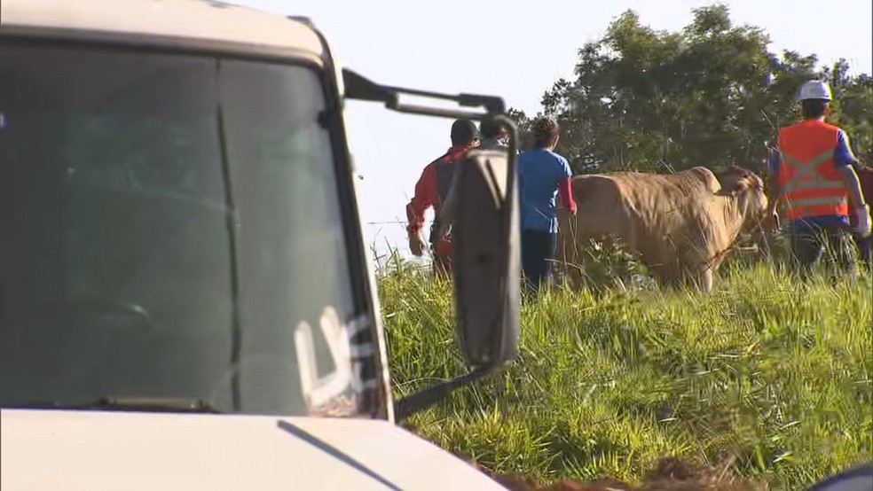 Vaca Ã© solta apÃ³s ser resgatada na lama da Vale em Brumadinho â€” Foto: ReproduÃ§Ã£o/TV Globo