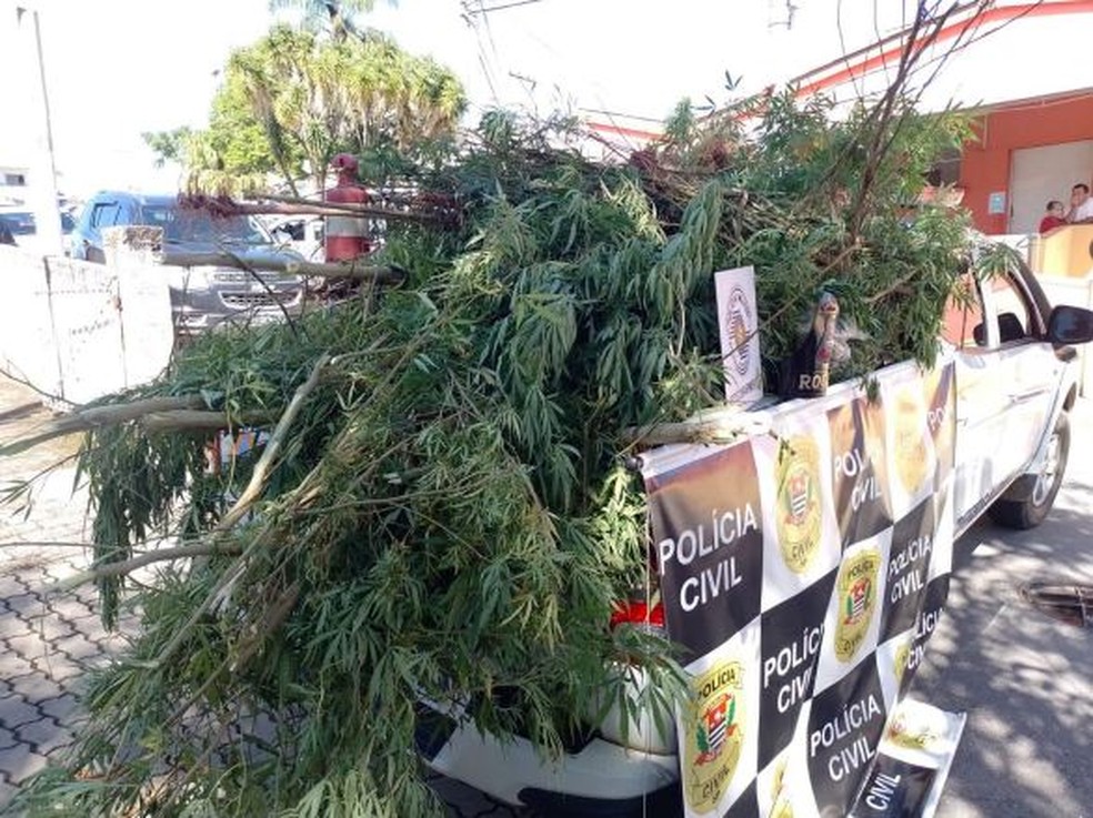 Em uma das residências, os policiais encontraram uma plantação de maconha — Foto: Divulgação/Polícia Civil
