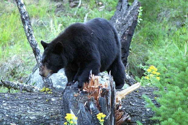 Urso Negro (Foto: Wikimedia Commons)