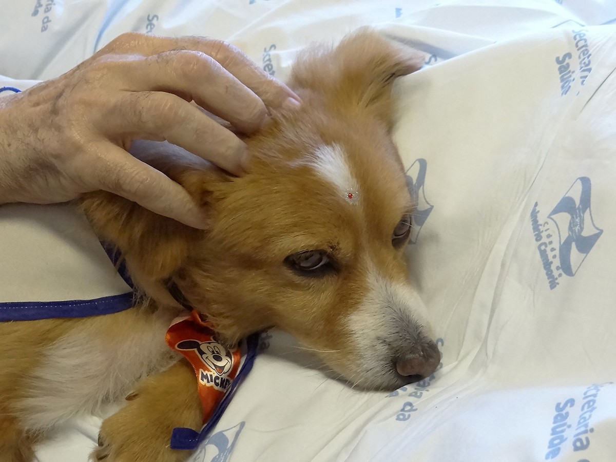 Apenas 10 minutos ao lado de um cachorro podem melhorar o bem-estar do paciente (Foto: Flickr/ Prefeitura Balneário Camboriú/ CreativeCommons)