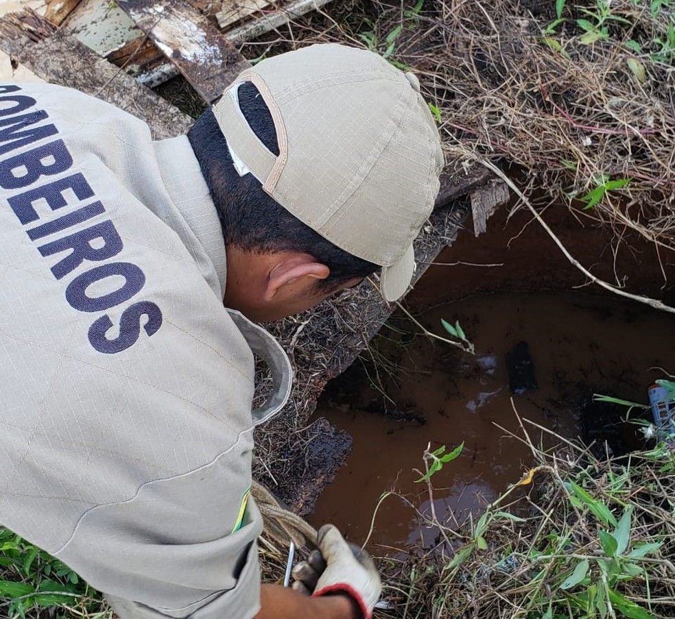 Bombeiros resgataram animal na tarde de domingo (17), no Conjunto Xavier Maia — Foto: Divulgação/Corpo de Bombeiros