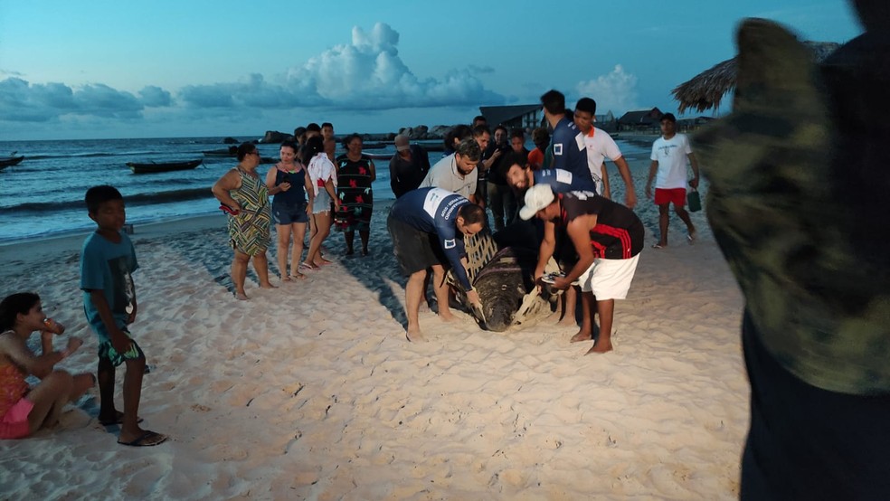 Peixe-boi de quase 400 kg é resgatado na Praia da Pedra do Sal, em Parnaíba — Foto: Divulgação