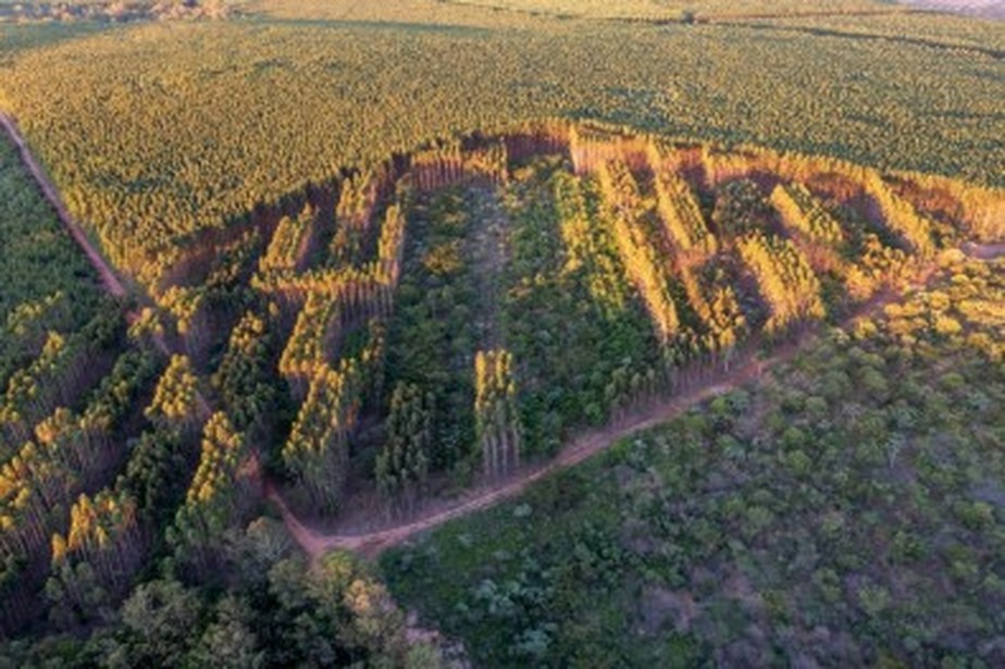 Para confirmar essa hipótese, pesquisadores do Brasil e da França conduzem experimento que avalia como a diversidade arbórea influencia a absorção de carbono e a resiliência a secas. Tema foi abordado em evento no Instituto de Pesquisas Tecnológicas