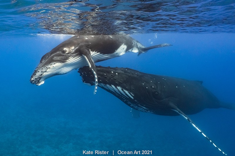 Baleias jubarte são fotografadas nadando junto com seus filhotes nas águas de Moorea, Tahiti  (Foto: Kate Rister)