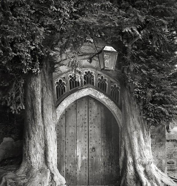 fotógrafa-registra-as-árvores-mais-antigas-do-mundo (Foto: Reprodução)