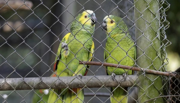 'Papagaio barato é maritaca pintada': grupos nas redes viram 'feira livre'