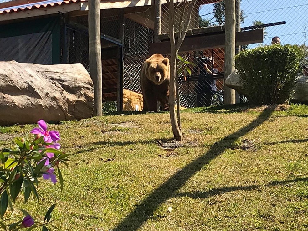 Um dia após chegada, casal de ursos são soltos de caixas em santuário de animais em Joanópolis, SP — Foto: Pedro Melo/TV Vanguarda