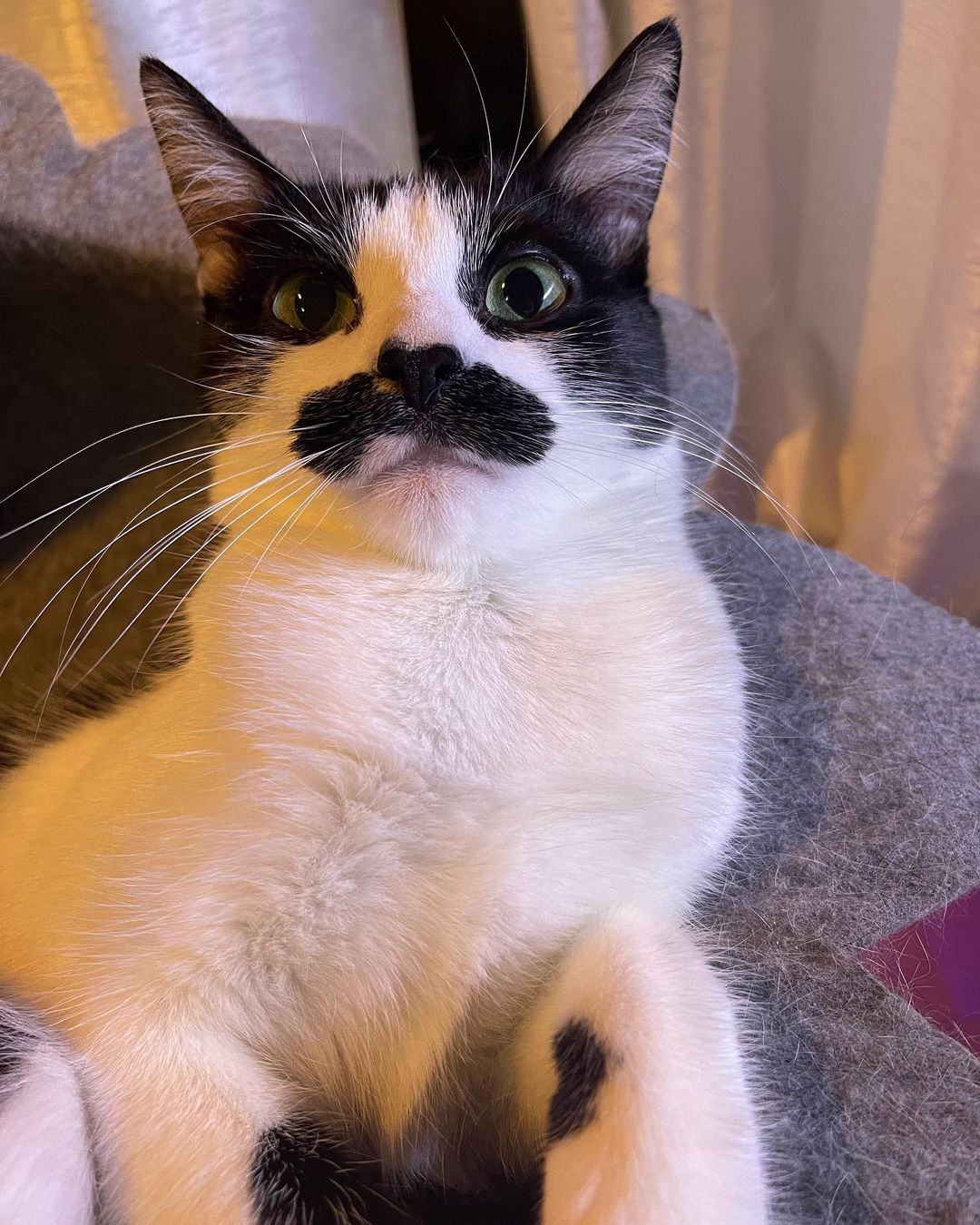 Gato conquista internet após internautas o compararem com Freddie Mercury  (Foto: Reprodução / Instagram)