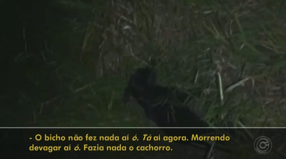 Dono suspeita que cachorro morreu por envenenamento em São Miguel Arcanjo — Foto: Reprodução/TV TEM