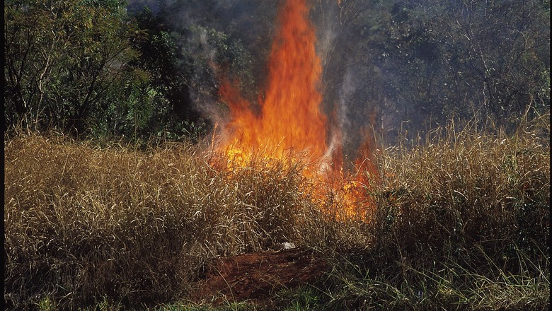 queimada-fogo-canavial (Foto: Amilton Vieira/Editora Globo)
