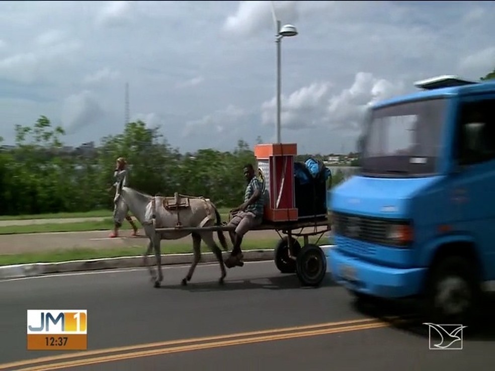 Animais são usados em veículos que têm tração em São Luís — Foto: Reprodução/TV Mirante