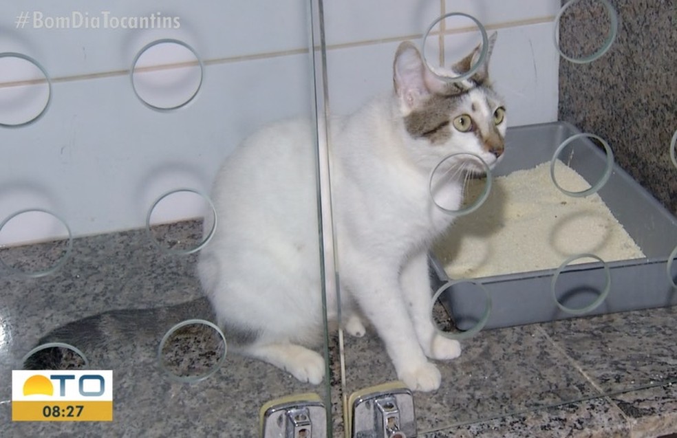 Casos de câncer de mama também são encontrados em animais  — Foto: Reprodução 