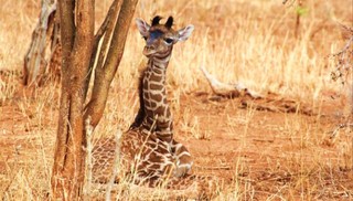 Girafas herdam padrão de manchas das mães, diz estudo