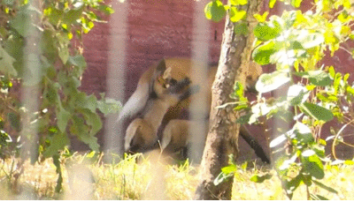 Filhotes de lobo-guará, espécie ameaçada de extinção, nascem em centro de conservação na Bahia; FOTOS