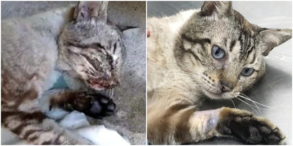 Recupera&ccedil;&atilde;o de gato emocionou veterin&aacute;rios em Cubat&atilde;o, SP &mdash; Foto: Arquivo Pessoal/Tatiana Ariki