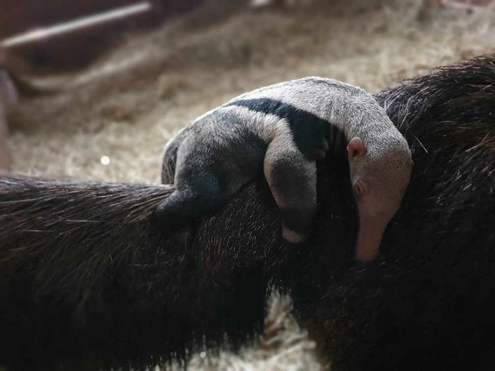 Zooparque de Itatiba (SP) anuncia nascimento de filhote de tamanduá-bandeira — Foto: Zooparque de Itatiba/Divulgação