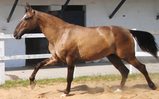 Castanha Polaca Cavalo Esboço Sangue Frio Correndo Para Frente
