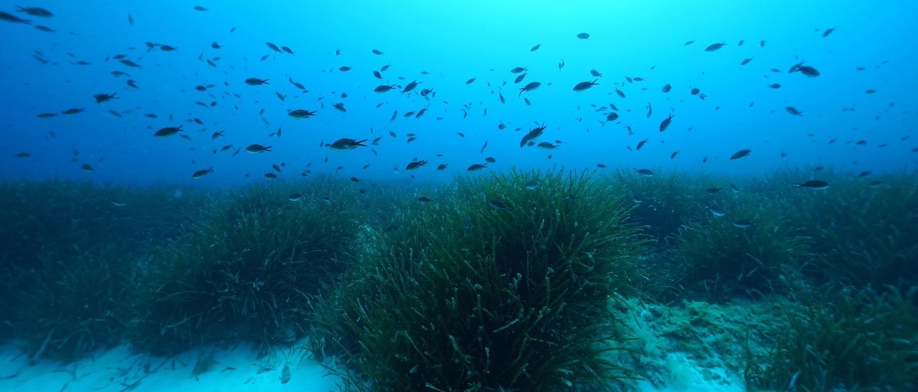 Pesquisadores do Instituto Max Planck de Microbiologia Marinha consideram suas descobertas relevantes para muitos habitats de plantas marinhas (Foto: HYDRA Marine Sciences GmbH)