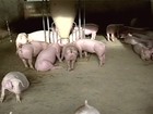 Criação de suínos passa por grave crise em várias regiões do Brasil