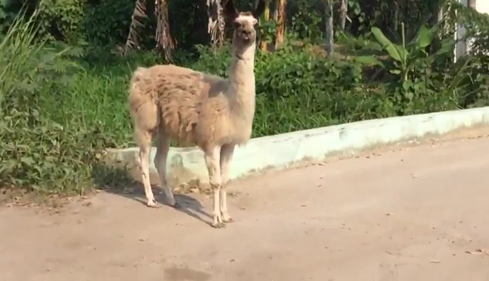 Uma lhama tem sido vista com frequência andando pelas ruas de Vargem Grande, na Zona Oeste do Rio — Foto: Reprodução/ TV Globo