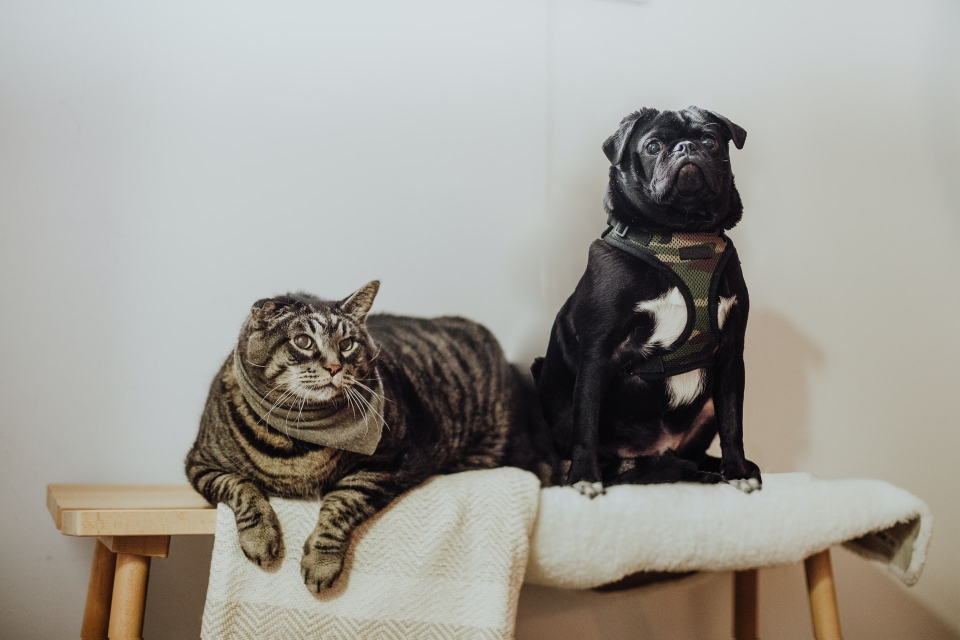 Resultado da parceria da DogHero com a Petlove, o Pet Censo 2020 tem o maior levantamento de dados desde 2016 (Foto: Unsplash / Priscilla Du Preez / CreativeCommons)