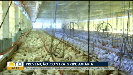 Responsáveis técnicos por granjas precisam fazer declaração até o fim do mês