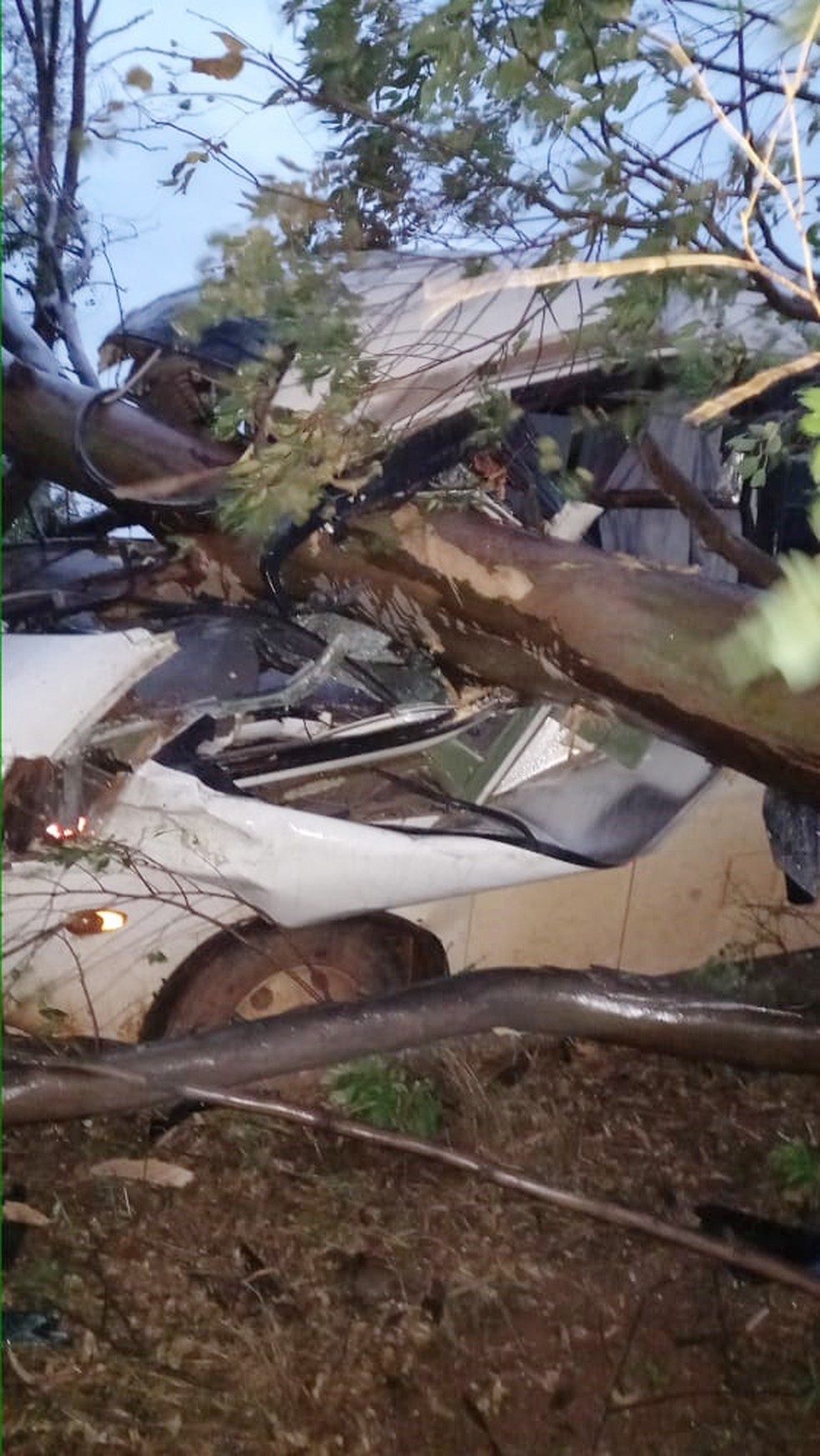 Micro-ônibus bateu em árvore caída em estrada em Teodoro Sampaio (SP) — Foto: Corpo de Bombeiros