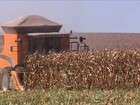 Produtores do Paraná se preparam para colher nova safra de milho