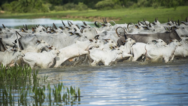 Hoje é dia do Pantanal - Revista Globo Rural