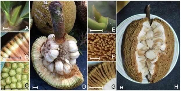 Uma fruta pingan (direita) e uma fruta lumok (esquerda) (Foto: Gardener/Current Biology)