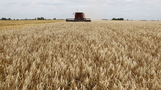 Com problemas na Argentina, de quem o Brasil deve comprar trigo?