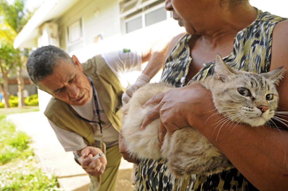 Profissional da saúde aplica vacina antirrábica em gato — Foto: Matheus Oliveira/Arquivo-SES