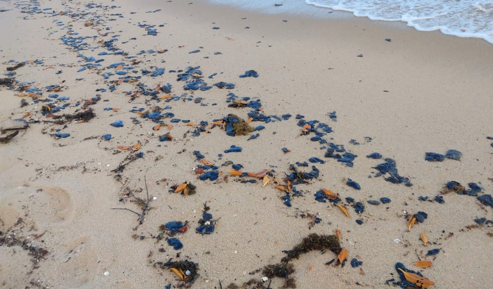 Cerca de 800 kg de óleo foram recolhidos de praia no sul da Bahia  — Foto: Divulgação/Secretaria do Meio Ambiente de Santa Cruz Cabrália