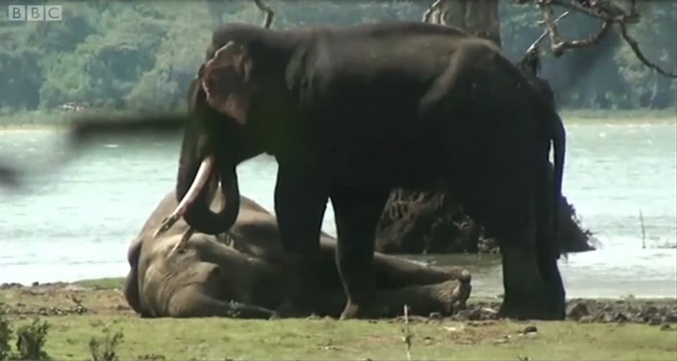 Elefantes se despedem do lÃ­der da manada â€” Foto: BBC