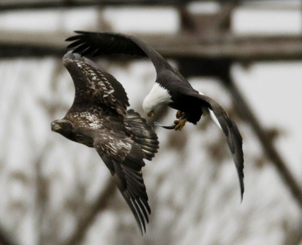 Duas águias foram fotografadas na última terça-feira (26) lutando em pleno voo por um peixe perto do rio Susquehanna, no estado de Maryland (EUA) (Foto: Gary Cameron/Reuters)